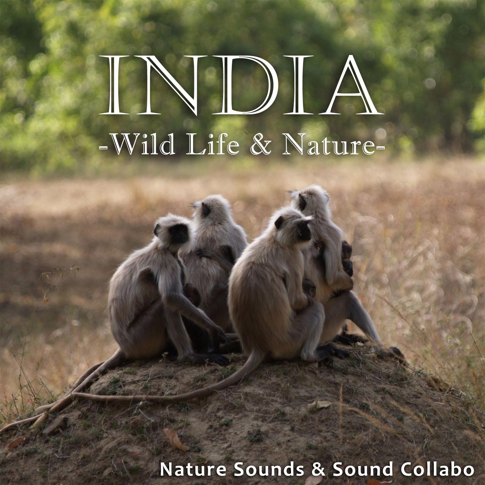 インド ～野生動物と自然～